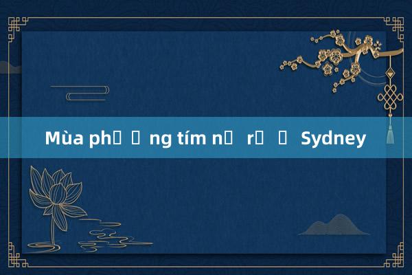 Mùa phượng tím nở rộ ở Sydney