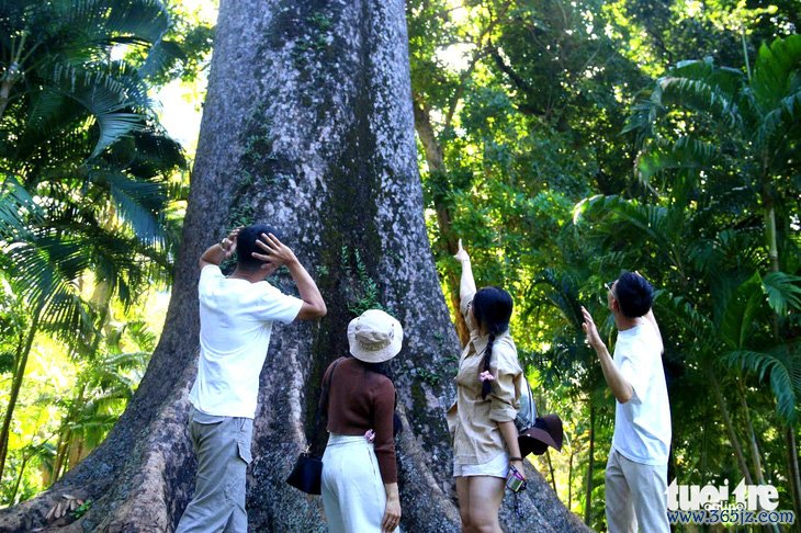 Mê mẩn với những tán cây đặc biệt tại Thảo cầm viên - Ảnh 1.